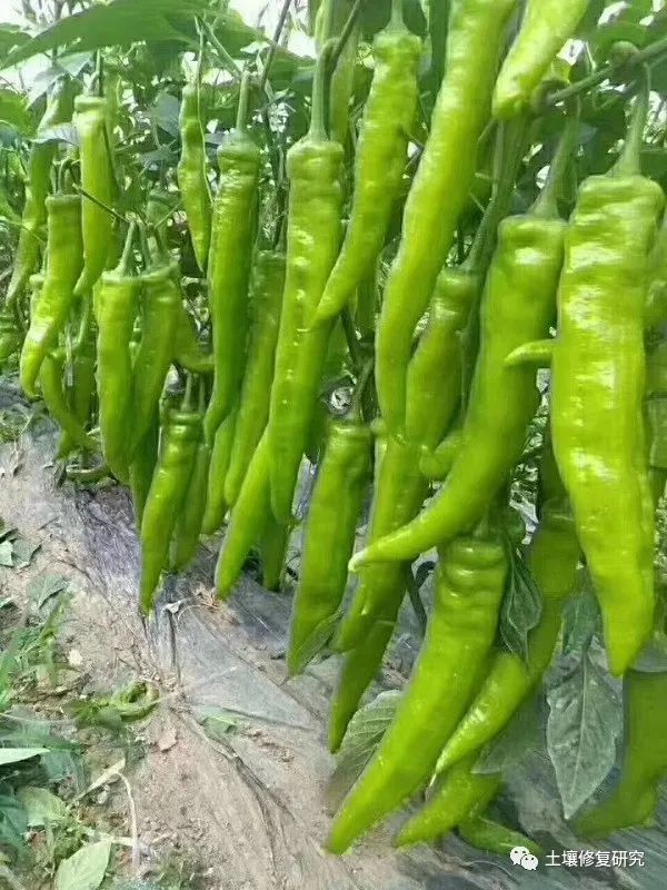 辣椒种植家庭技术要点_辣椒家庭种植技术_辣椒种植家庭技术视频