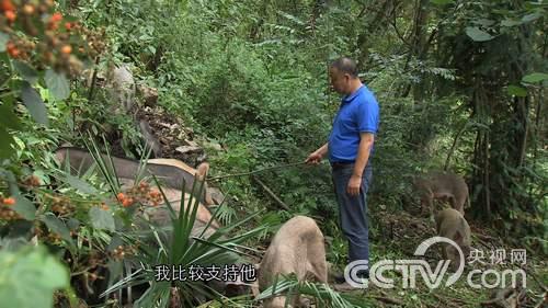 致富经养野山猪全视频_致富经生态养殖猪视频_致富经深山养野猪