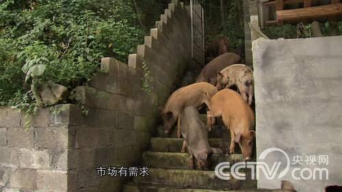 致富经深山养野猪_致富经生态养殖猪视频_致富经养野山猪全视频