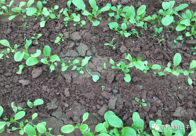 香菜冬季室内种植技术与管理_香菜冬季种植方法_冬季室内香菜种植技术