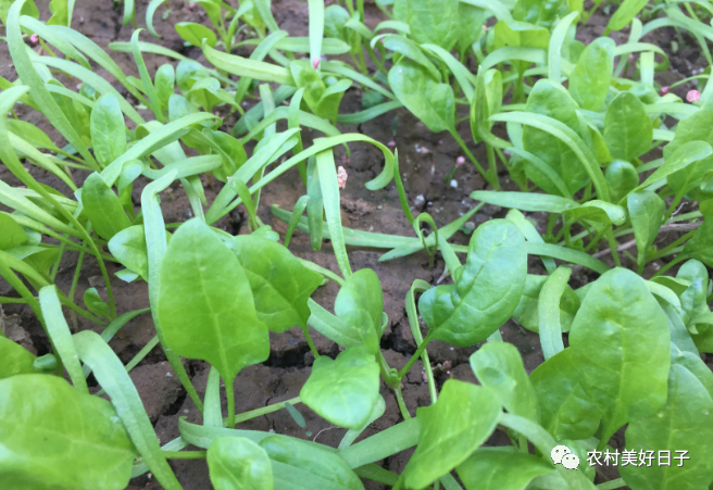 香菜冬季种植方法_香菜冬季室内种植技术与管理_冬季室内香菜种植技术