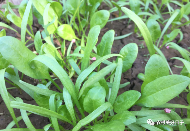 香菜冬季种植方法_冬季室内香菜种植技术_香菜冬季室内种植技术与管理