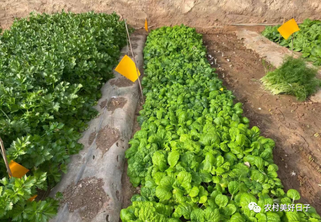 冬季室内香菜种植技术_香菜冬季种植方法_香菜冬季室内种植技术与管理