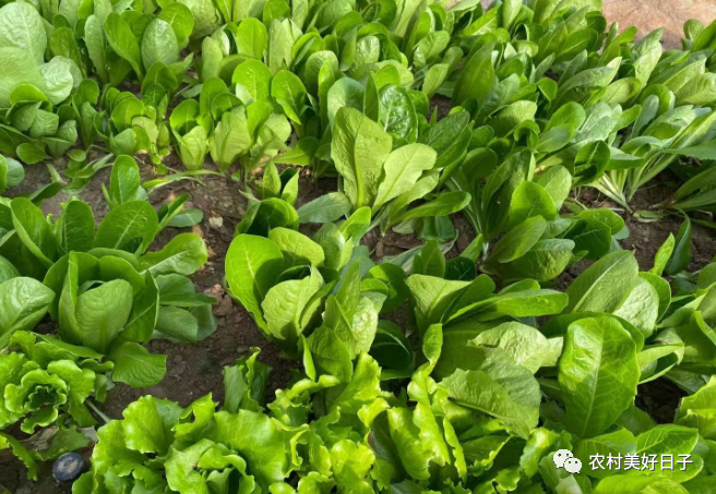 冬季室内香菜种植技术_香菜冬季室内种植技术与管理_香菜冬季种植方法