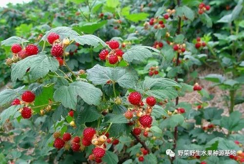 野生树莓种植技术_野生种植树莓技术要求_野生种植树莓技术视频