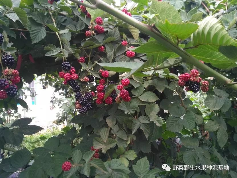 野生种植树莓技术视频_野生树莓种植技术_野生种植树莓技术要求