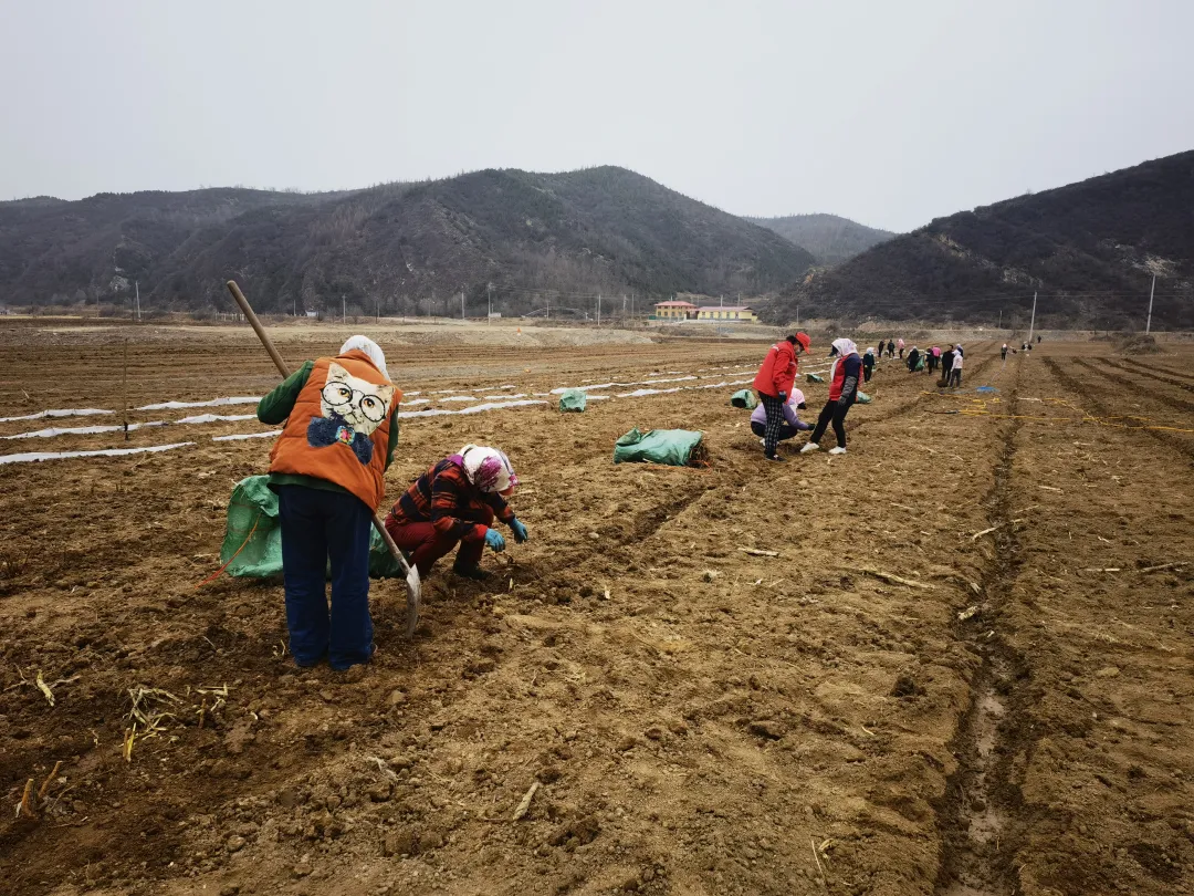 野生树莓怎么种_野生树莓种植技术_野生种植树莓技术要求