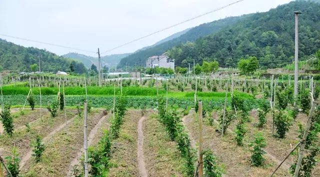 野生树莓种植技术_野生种植树莓技术视频_野生种植树莓技术要点