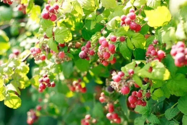 野生树莓种植技术_野生种植树莓技术要点_野生种植树莓技术视频