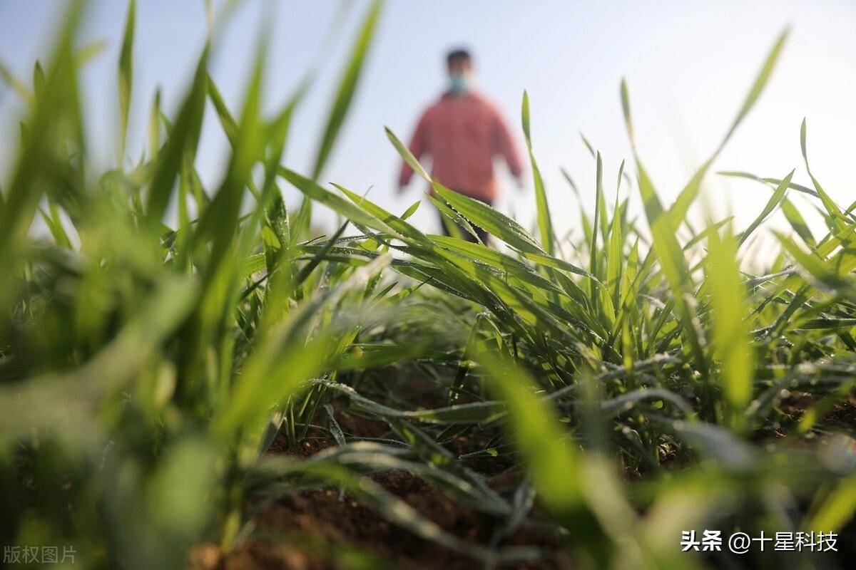 致富经农业种植_致富种植创业项目_农业种植致富种子