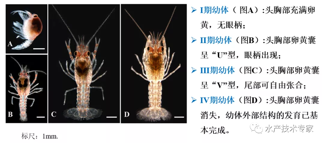 致富经龙虾养殖_致富龙虾养殖小视频大全_小龙虾养殖致富经