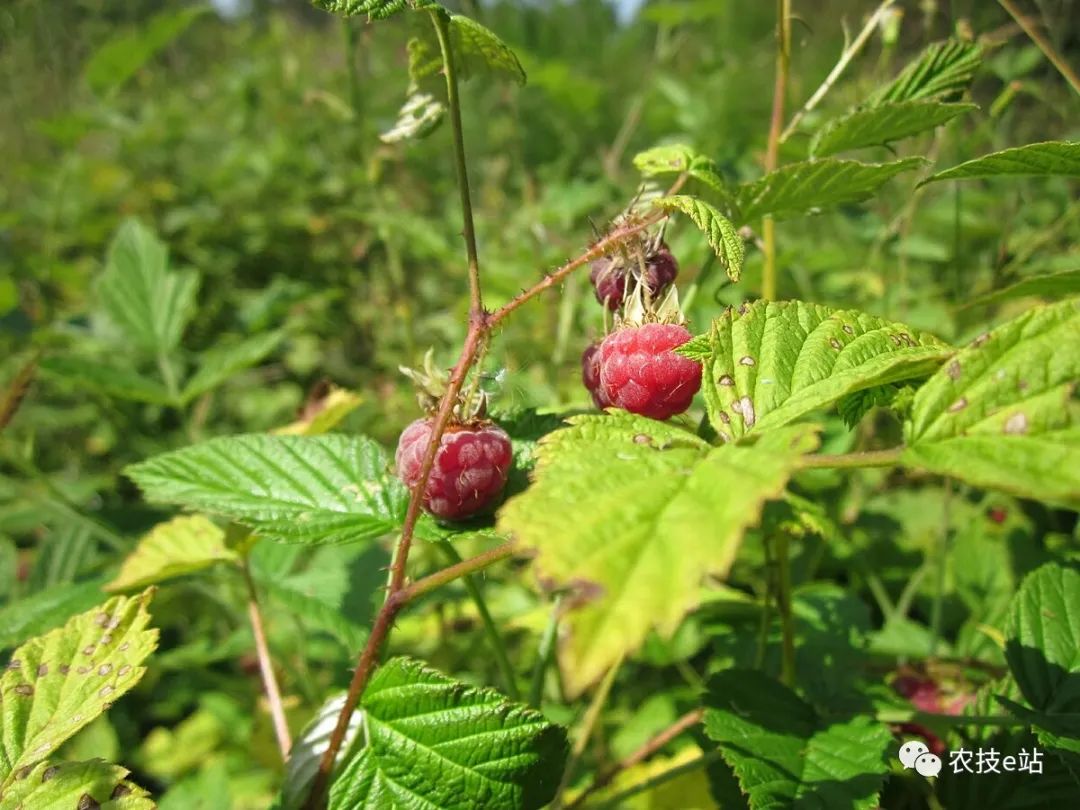 野生种植树莓技术要求_野生树莓种植技术_野生种植树莓技术要点