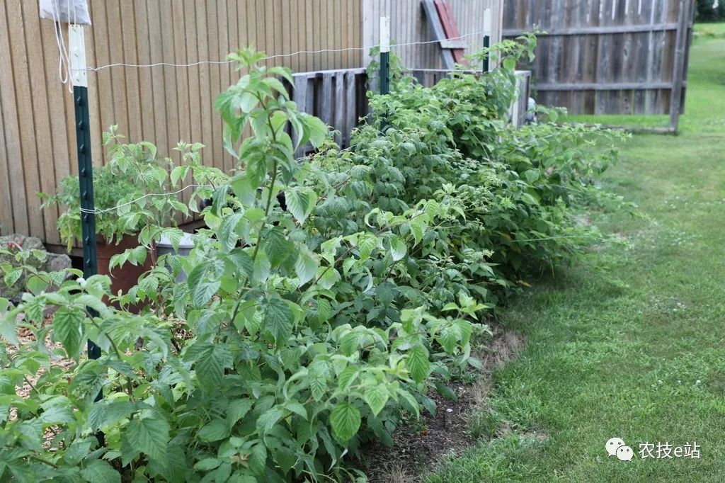 野生树莓种植技术_野生种植树莓技术要点_野生种植树莓技术要求