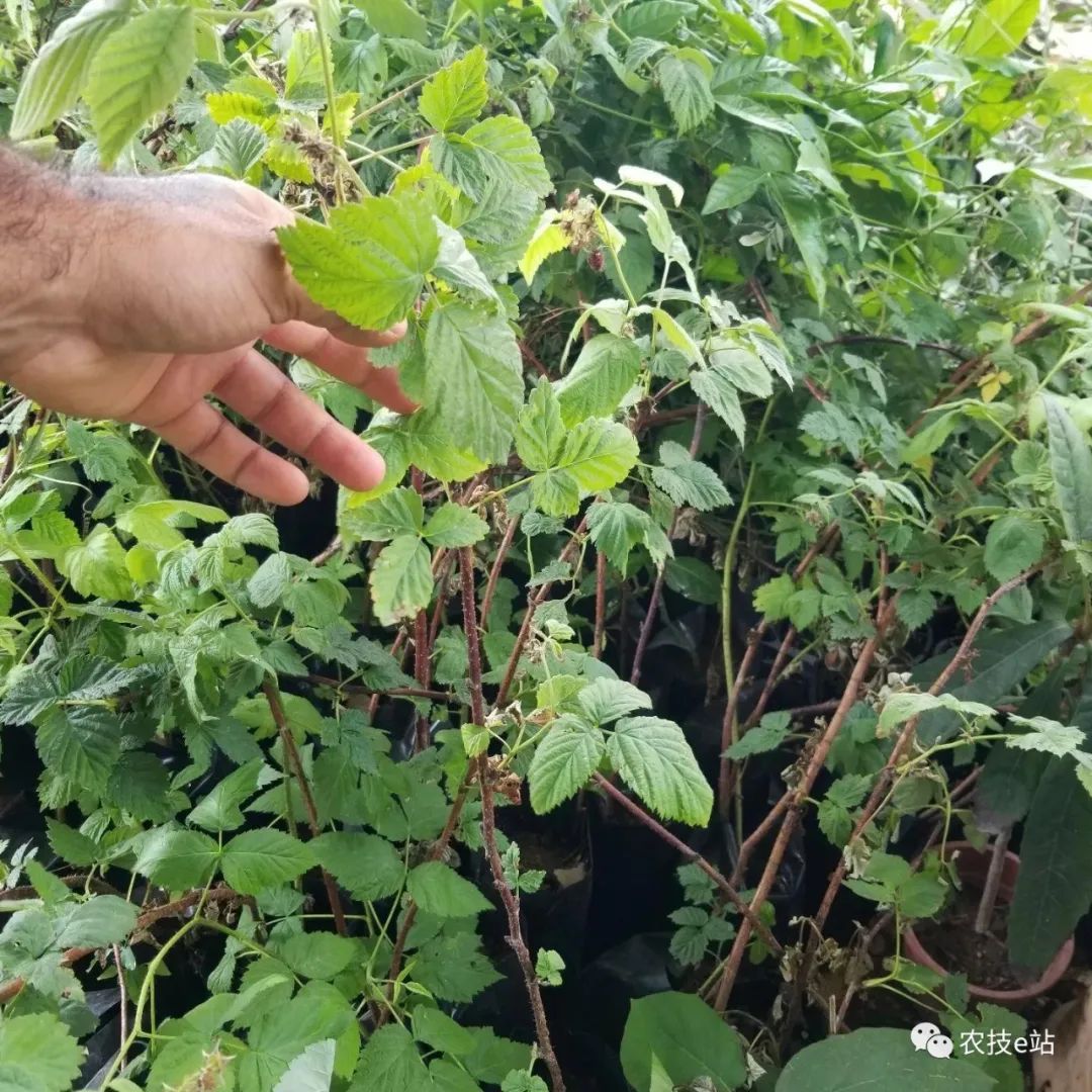 野生种植树莓技术要求_野生树莓种植技术_野生种植树莓技术要点