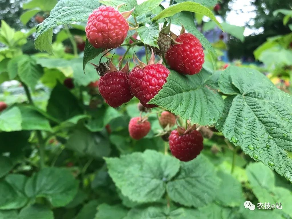 野生种植树莓技术要点_野生树莓种植技术_野生种植树莓技术要求