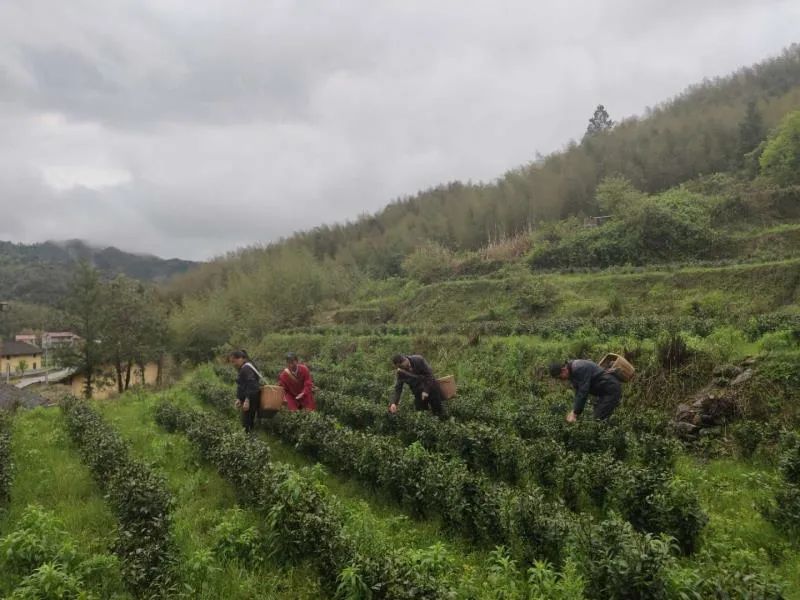 种树致富全部视频_种植树致富经_种树致富经