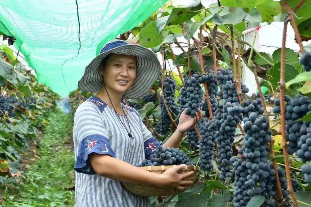 吉安灵芝种植_九江灵芝种植_赣州种植灵芝致富