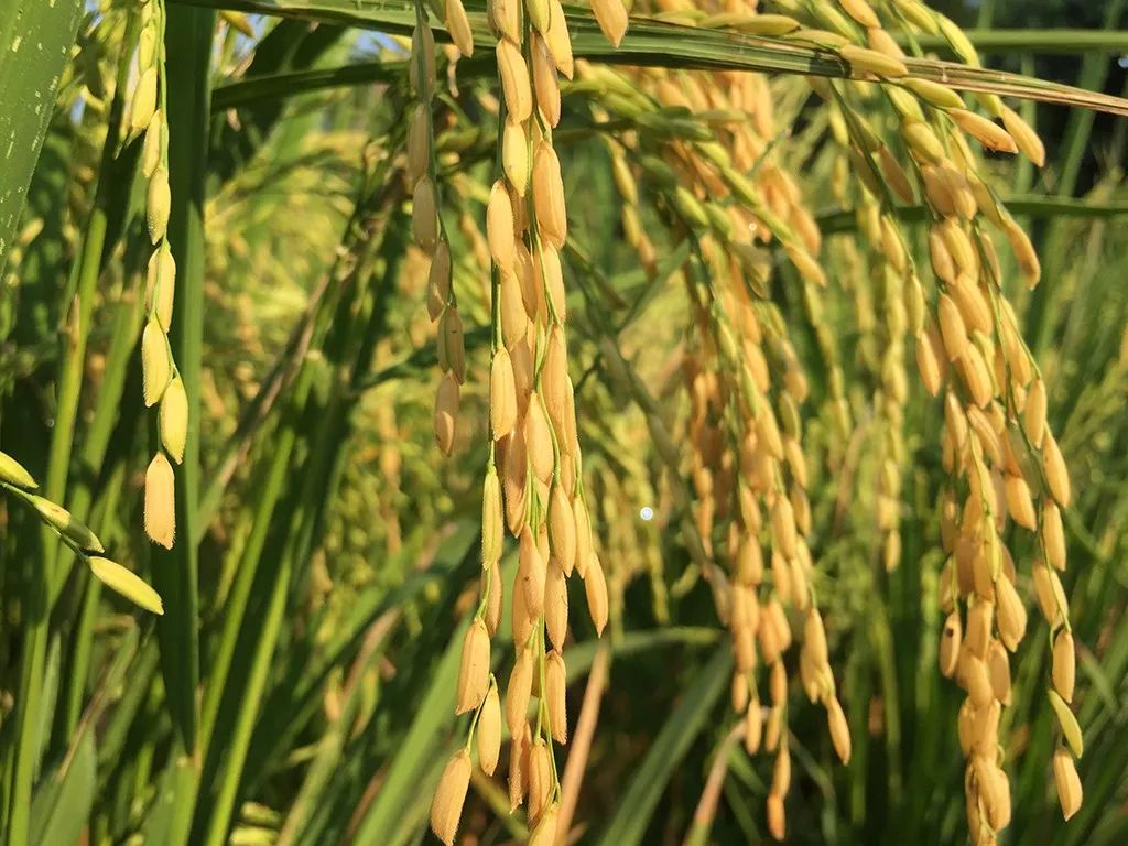 致富种植生态坚持什么原则_致富生态平台_坚持生态种植致富