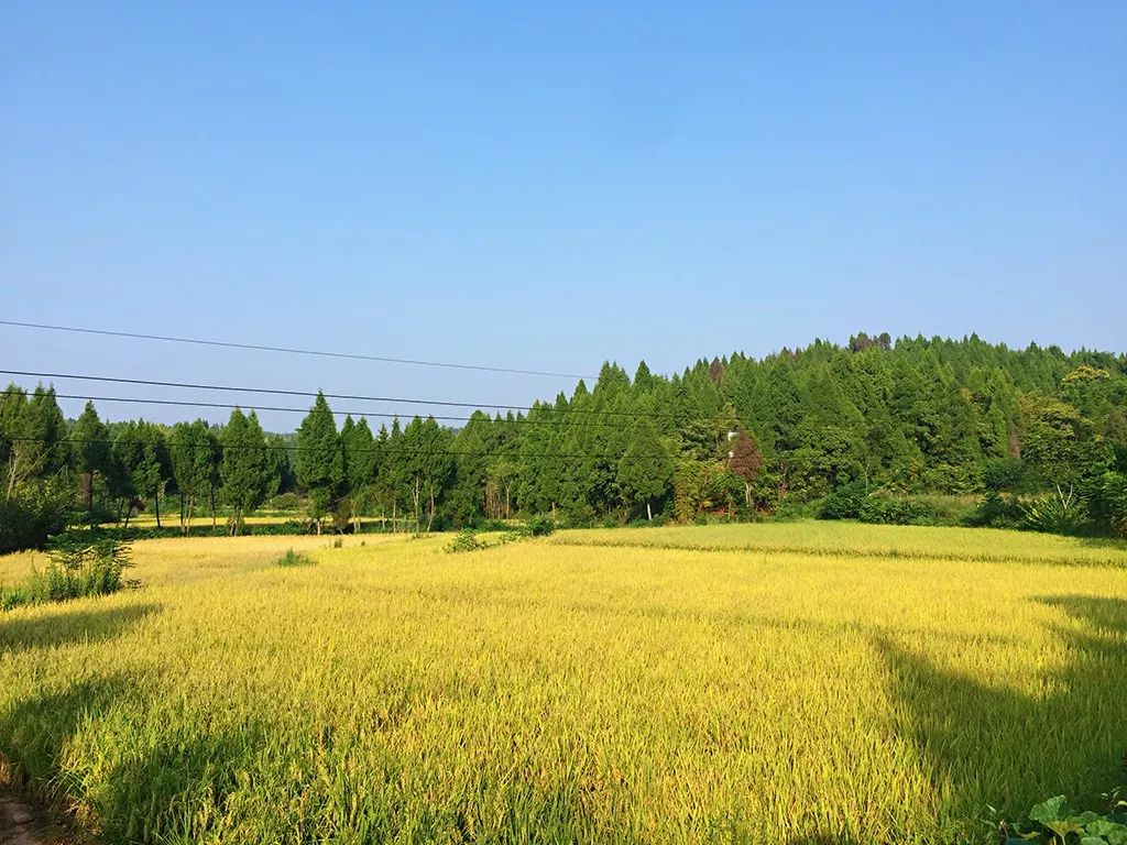 致富种植生态坚持什么原则_致富生态平台_坚持生态种植致富