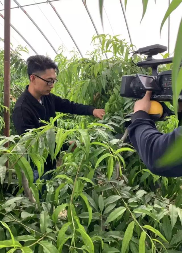 种植桃子效益怎样_致富经桃子种植技术_致富经种冬桃