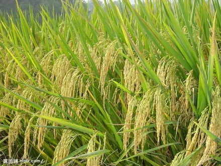 牧草玉米怎么种植技术_玉米种植牧草技术视频_玉米牧草种一年管几年