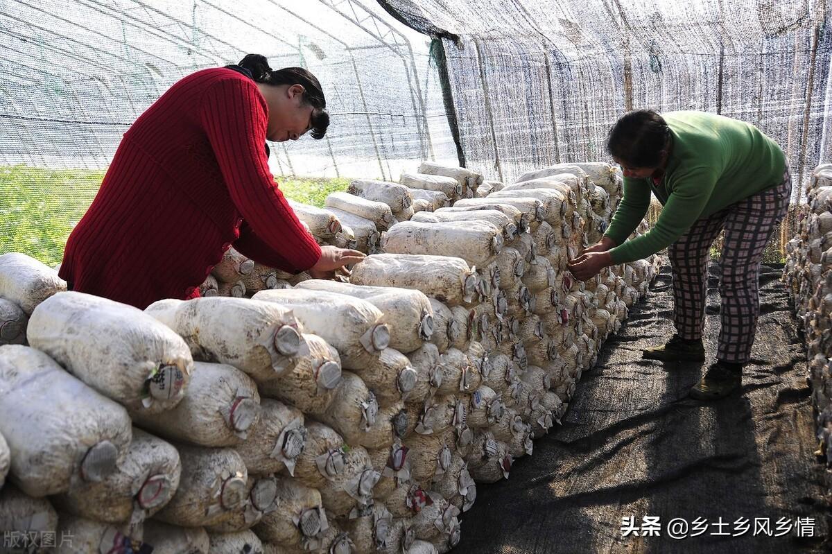 香菇种植技术平菇栽培_平菇香菇种植技术_香菇平菇栽培技术