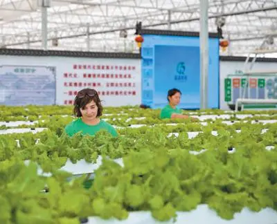 农业致富种植项目_致富种子种植农业的意义_农业种植致富种子