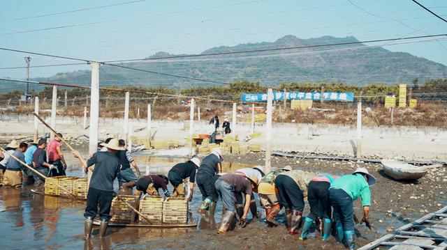 从运输死伤近半，到日销1000只，广东甲鱼站上新零售风口