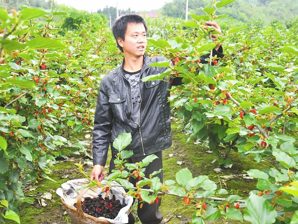 地瓜种植致富吗_致富种植地瓜视频_致富种植地瓜图片