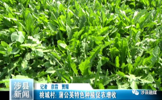 致富种植道路特色是什么_农村致富道路的特点是_特色种植致富道路是什么