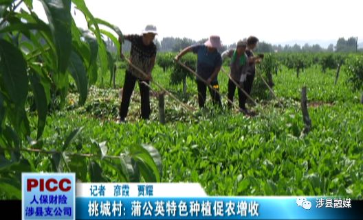 特色种植致富道路是什么_致富种植道路特色是什么_农村致富道路的特点是