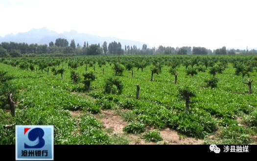 农村致富道路的特点是_致富种植道路特色是什么_特色种植致富道路是什么