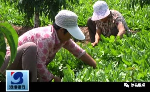 农村致富道路的特点是_致富种植道路特色是什么_特色种植致富道路是什么