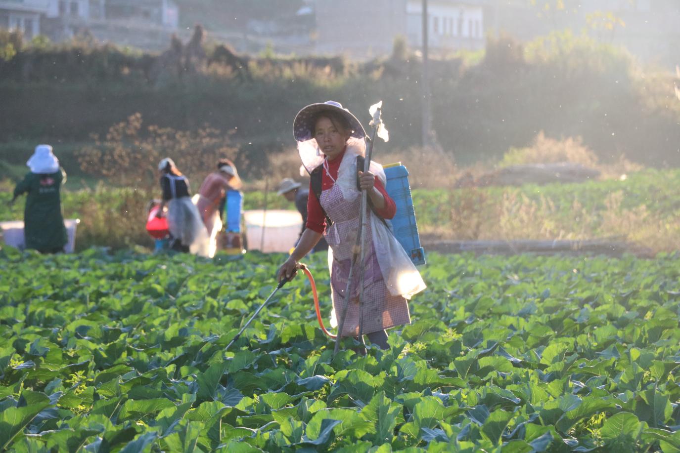 新龙场镇秋冬种展新貌 200亩有机花菜管护忙