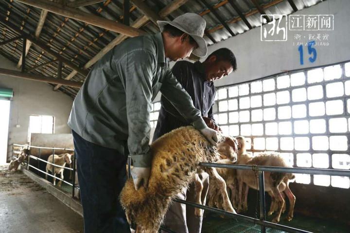 湖羊养殖前景如何_湖羊养殖技术简介_湖羊养殖注意事项