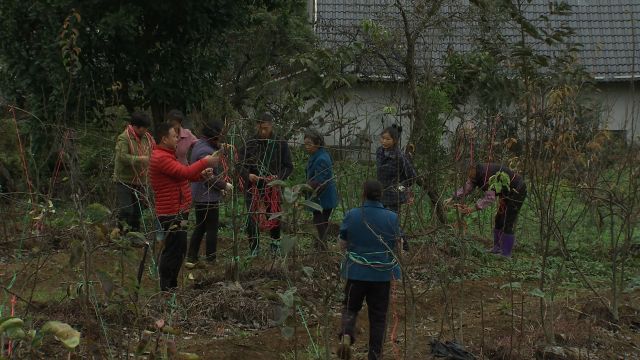 黄金梨成致富经_黄金梨成致富经_黄金梨成致富经
