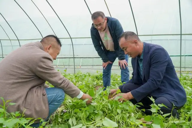 种植地瓜赚钱吗_致富种植地瓜视频_地瓜种植致富吗