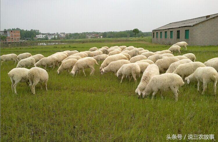 湖羊养殖前景如何_湖羊养殖方案_湖羊养殖技术简介