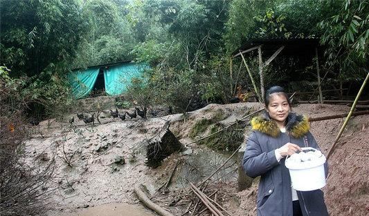 「只黑母鸡」农家女回乡养黑鸡 增收有方赚得欢( 二 )