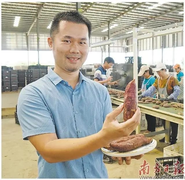 致富种植地瓜视频_地瓜种植致富吗_致富种植地瓜图片