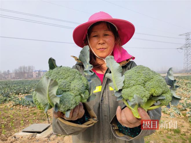 致富种植特色花菜视频_致富种植特色花菜品种_特色种植花菜致富