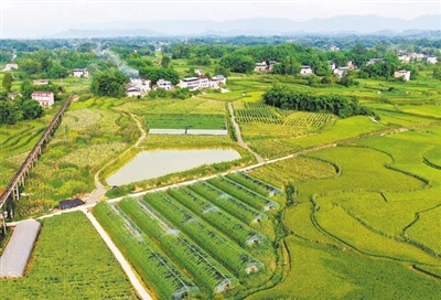 蔬菜种出致富好“钱”景