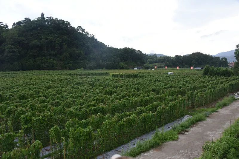 种植淮山技术新闻稿_淮山的种植新技术_淮山种植技术视频教程