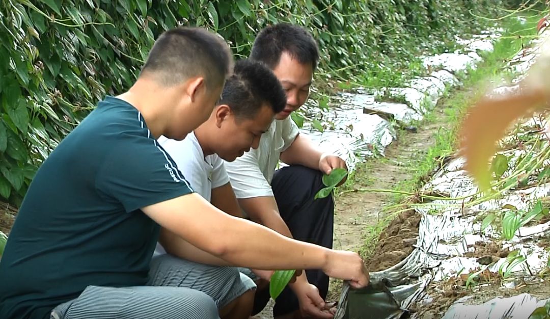 淮山种植技术视频教程_淮山的种植新技术_种植淮山技术新闻稿