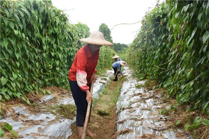 种植淮山技术新闻稿_淮山种植技术视频教程_淮山的种植新技术