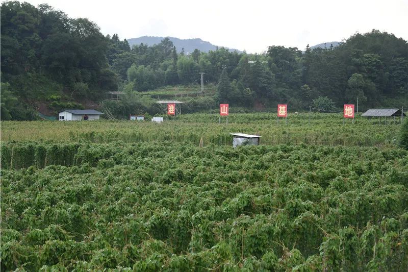 淮山的种植新技术_淮山种植技术视频教程_种植淮山技术新闻稿