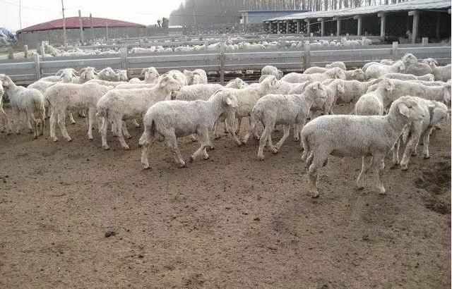 致富狐狸养殖基地在哪_致富经狐狸养殖_致富狐狸养殖视频