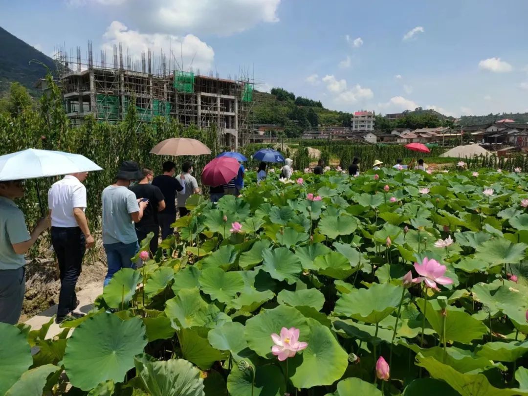 种植淮山技术新闻报道_淮山的种植新技术_种植淮山的高产技术视频