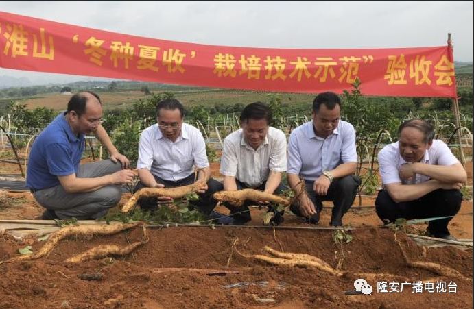 淮山的种植新技术_种植淮山的高产技术视频_种植淮山技术新闻报道