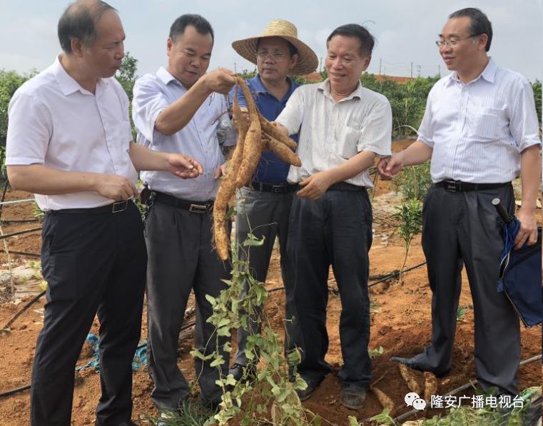 种植淮山的高产技术视频_种植淮山技术新闻报道_淮山的种植新技术